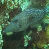 images/bilder_alt/Aegypten2013/Feilenfisch_01_a68b2234a8.jpg